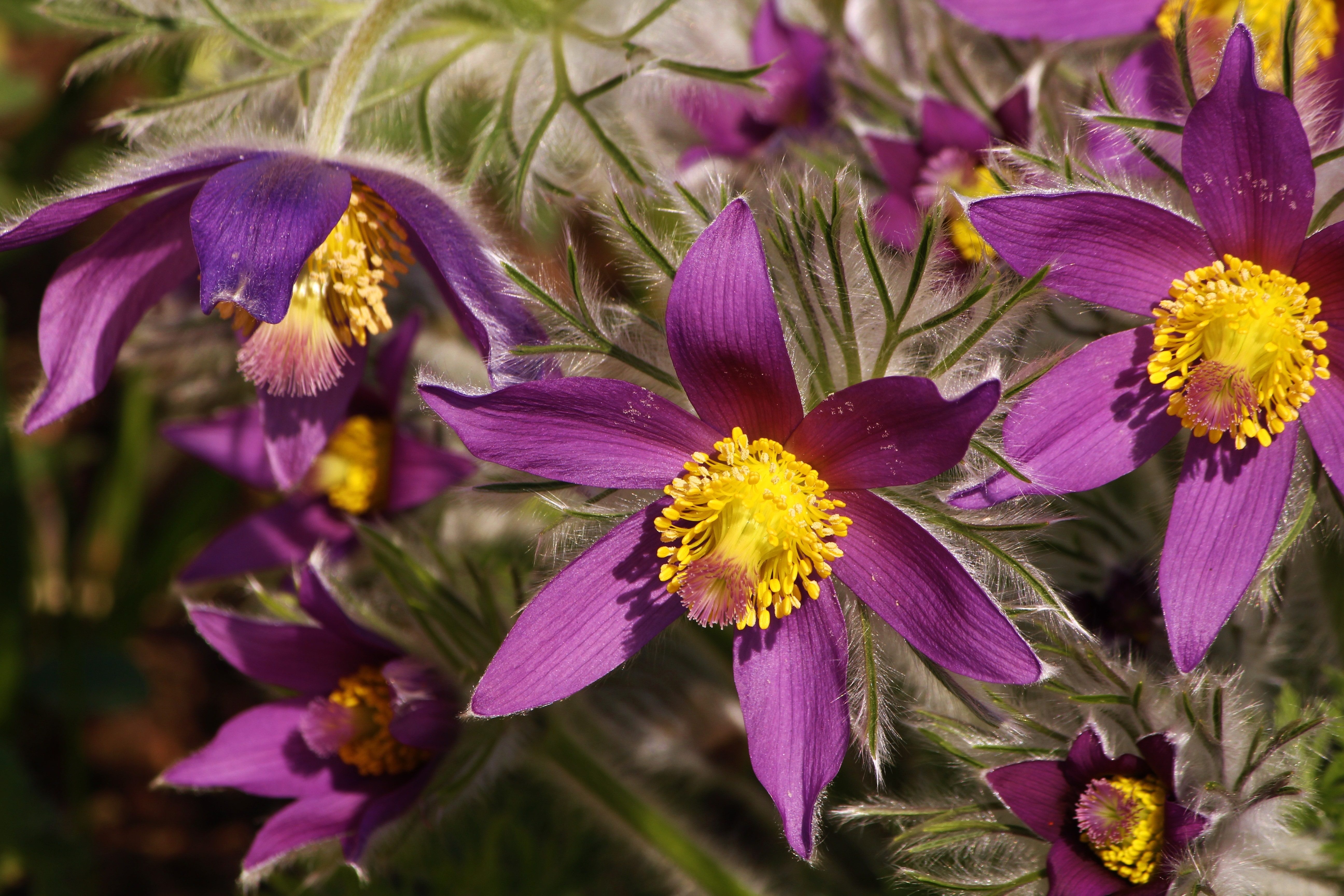 Spring, Pasqueflower, Floral Beauty, flower, purple