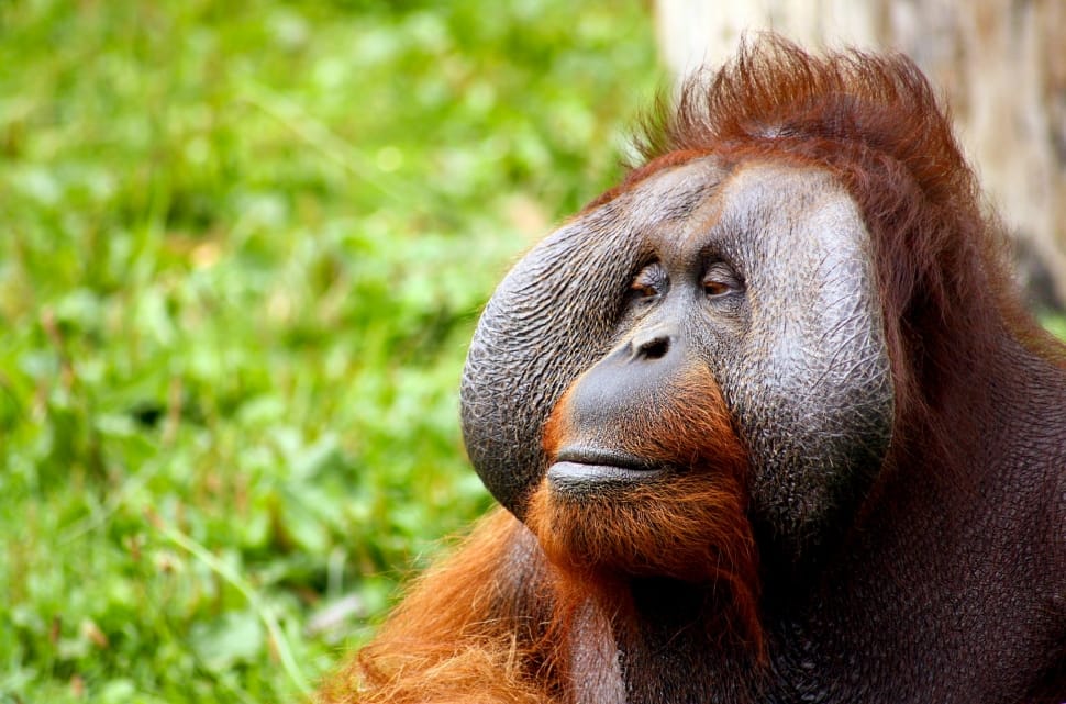 Hair, Face, Orangutan, Monkey, Animal, one animal, animals in the wild preview