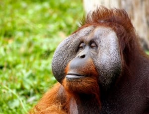 Hair, Face, Orangutan, Monkey, Animal, one animal, animals in the wild thumbnail