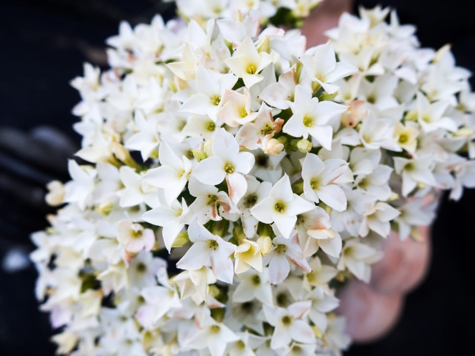 white petaled flower cascade bouquet preview