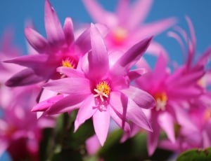 Christmas Cactus, Schlumbergera, Flowers, flower, pink color thumbnail