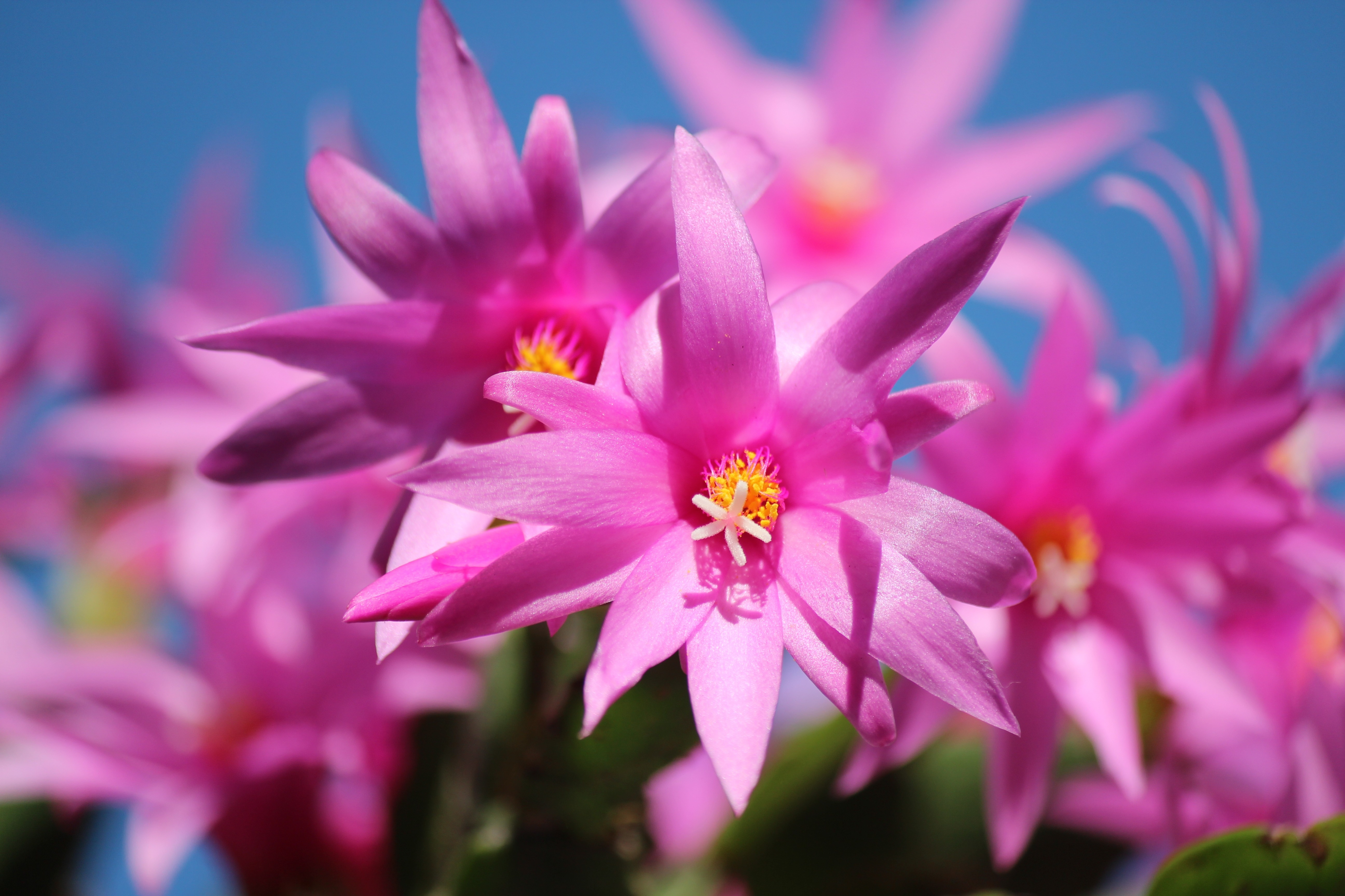Christmas Cactus, Schlumbergera, Flowers, flower, pink color