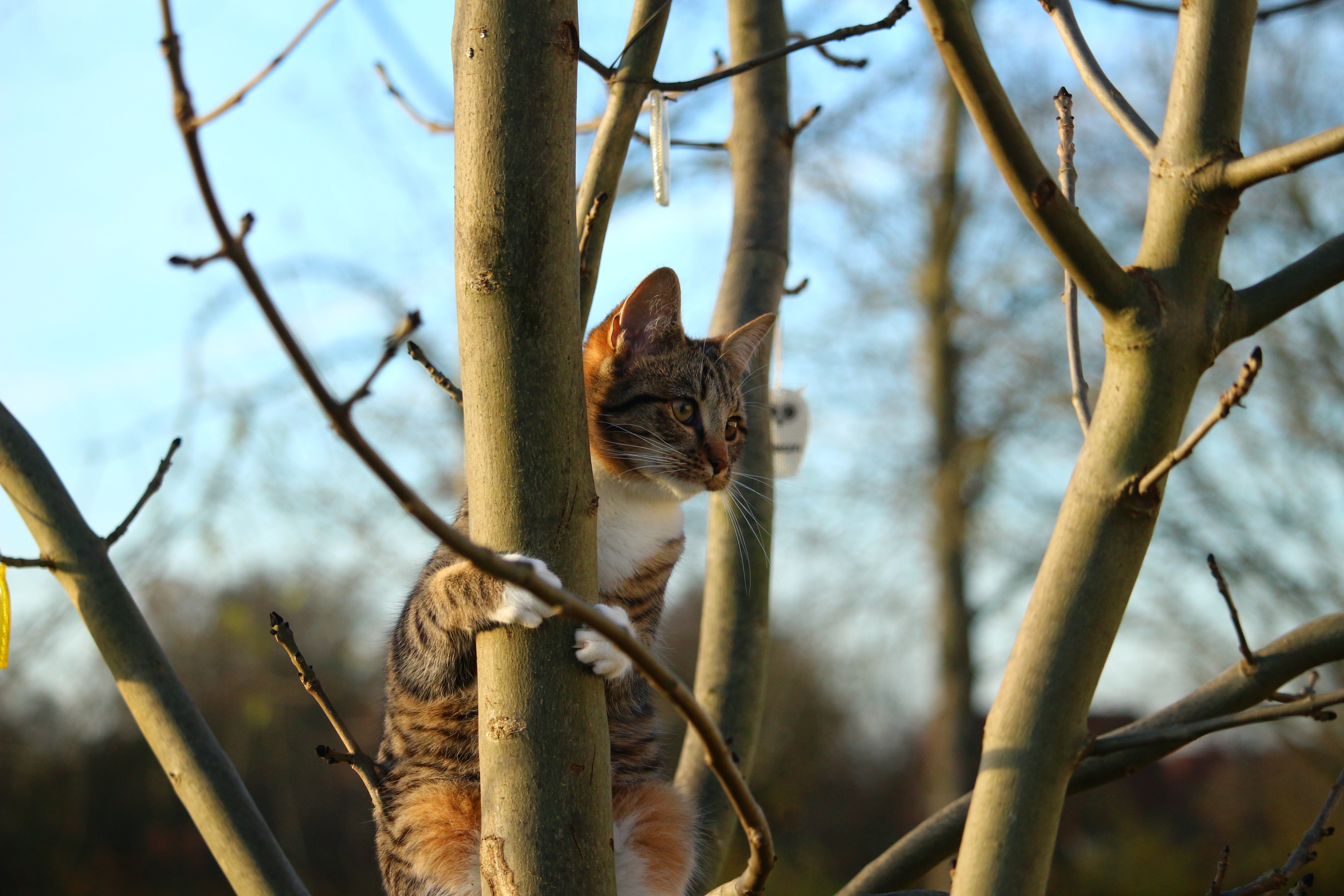 Взбирается по березке. Кошки на дереве. Кот на дереве весной. Коты на деревьях.