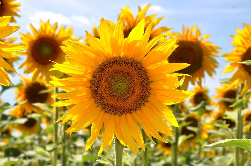 Sunflower, Yellow Flower, flower, petal preview