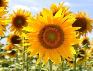 Sunflower, Yellow Flower, flower, petal thumbnail