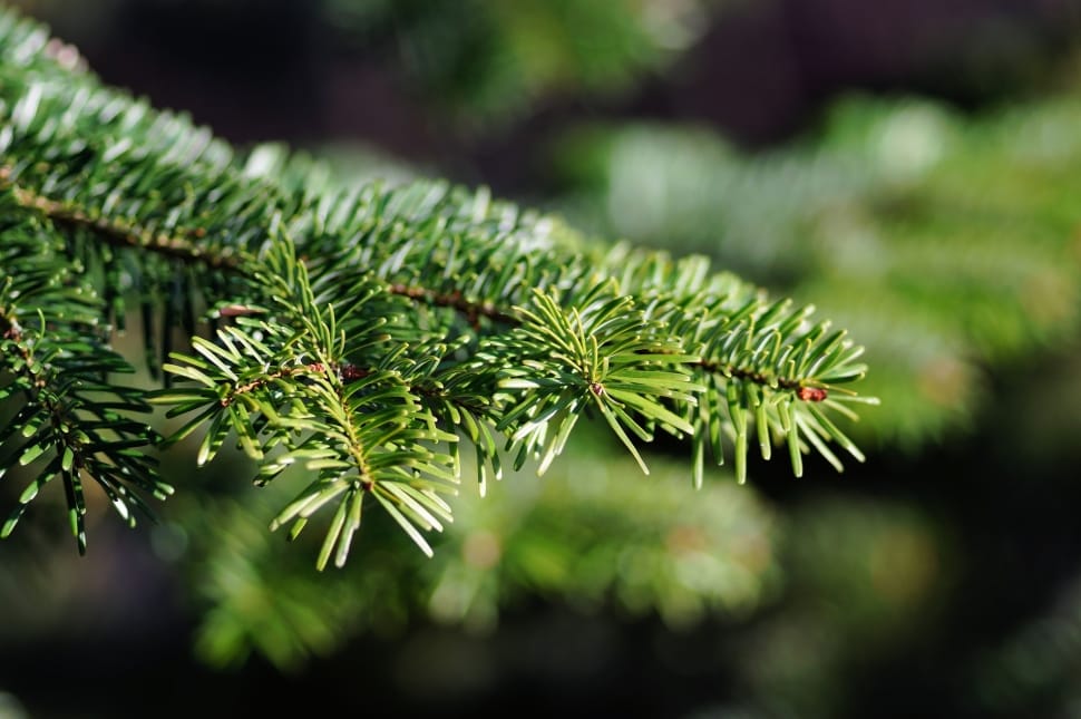 green pine tree preview