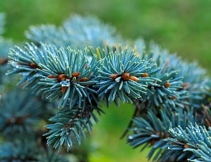 Branch, Fir, Dwarf Blue Fir, Conifer, green color, nature thumbnail