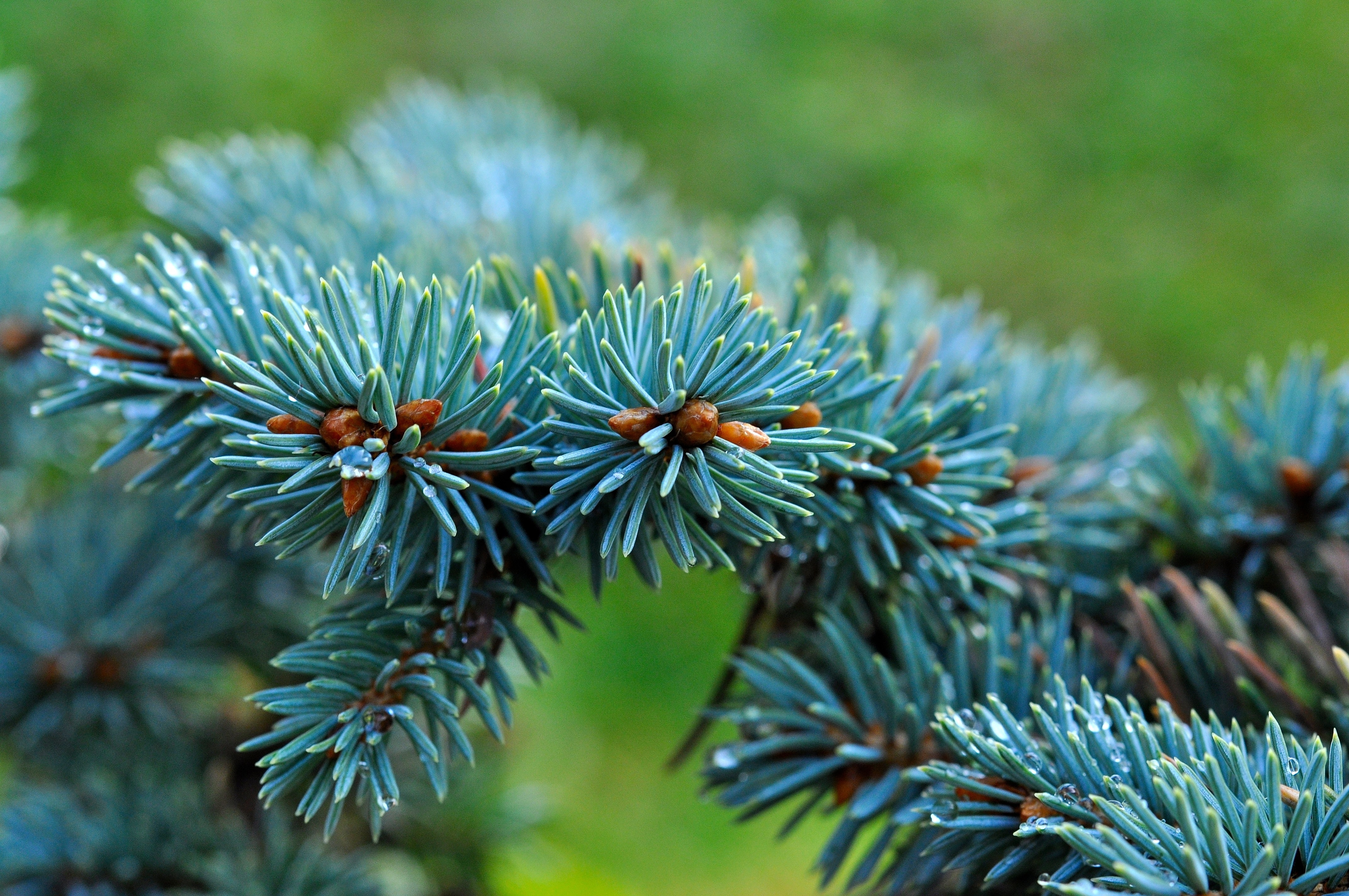 Branch, Fir, Dwarf Blue Fir, Conifer, green color, nature