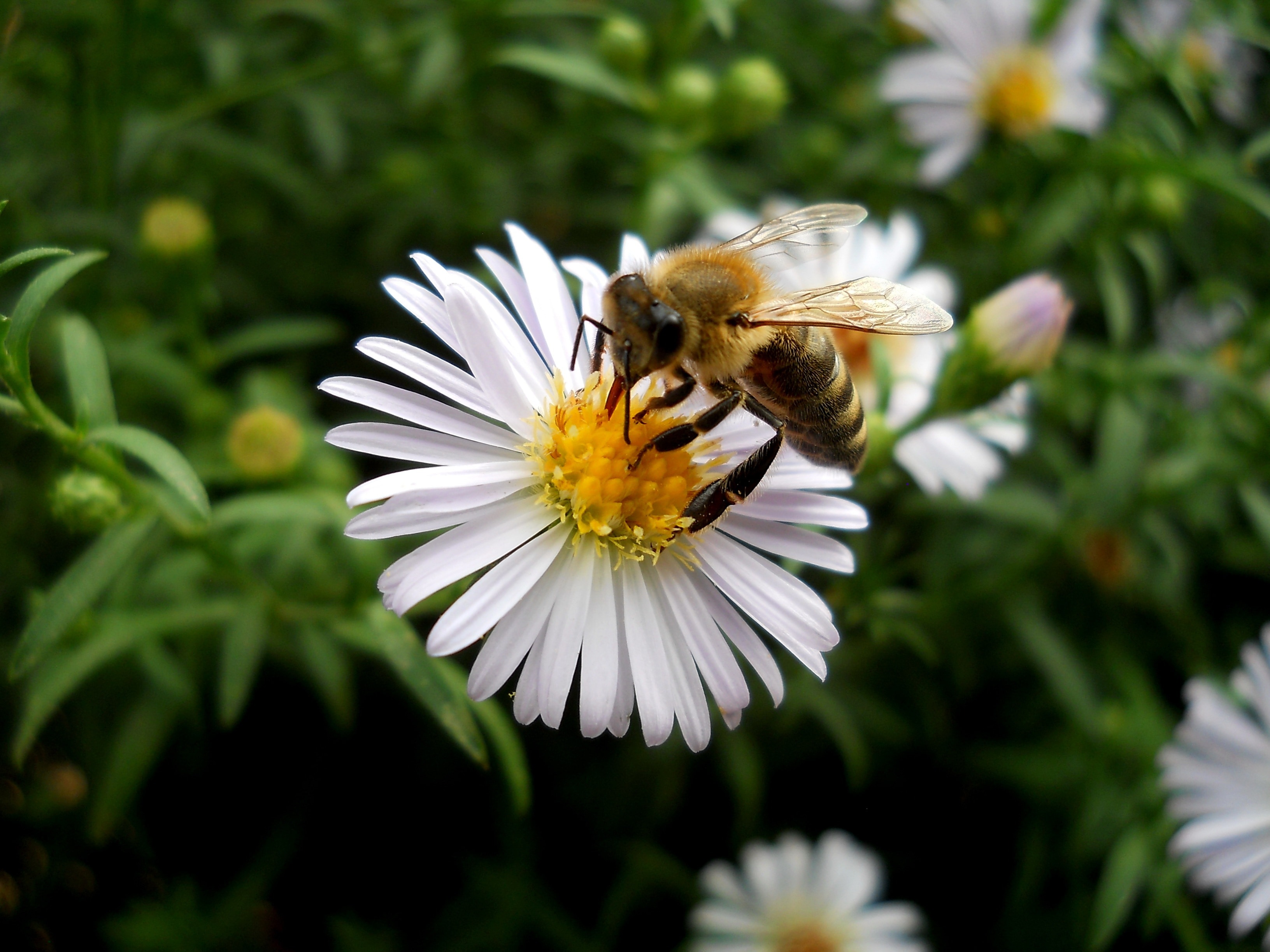 Light, Nature, Flower, Flowers, Plant, flower, insect