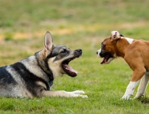 Pets, Playing, Canines, Play, Dogs, dog, pets thumbnail