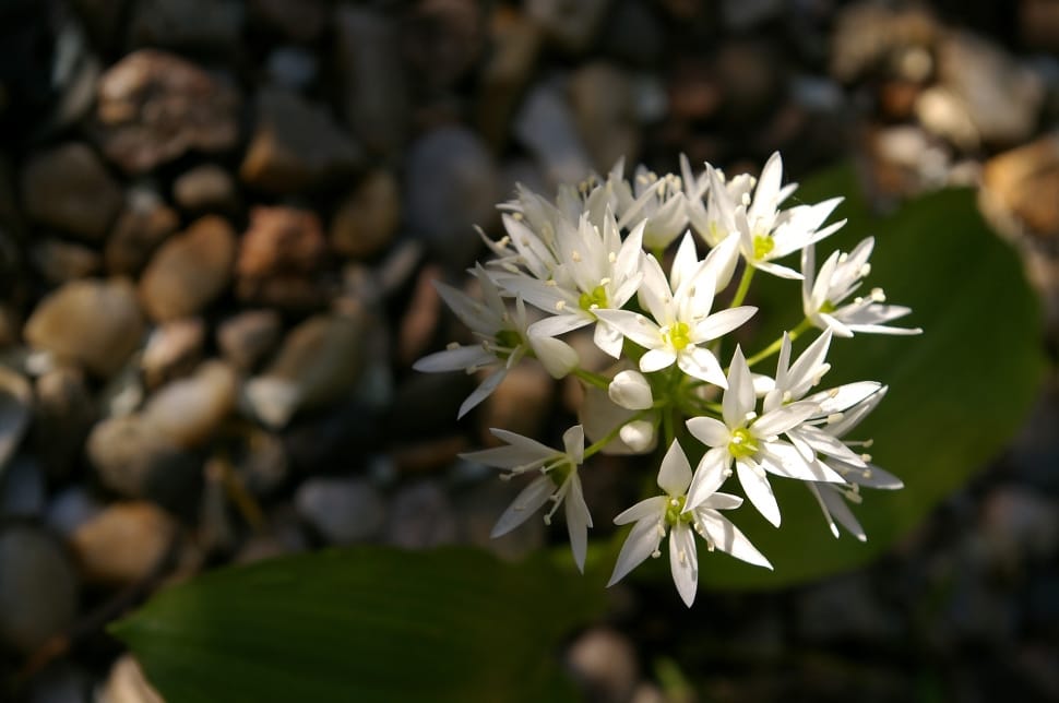 white petaled flower blooming during daytime preview