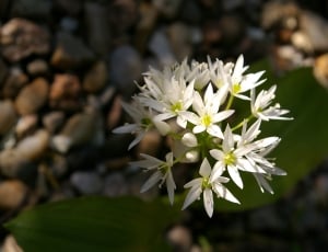 white petaled flower blooming during daytime thumbnail