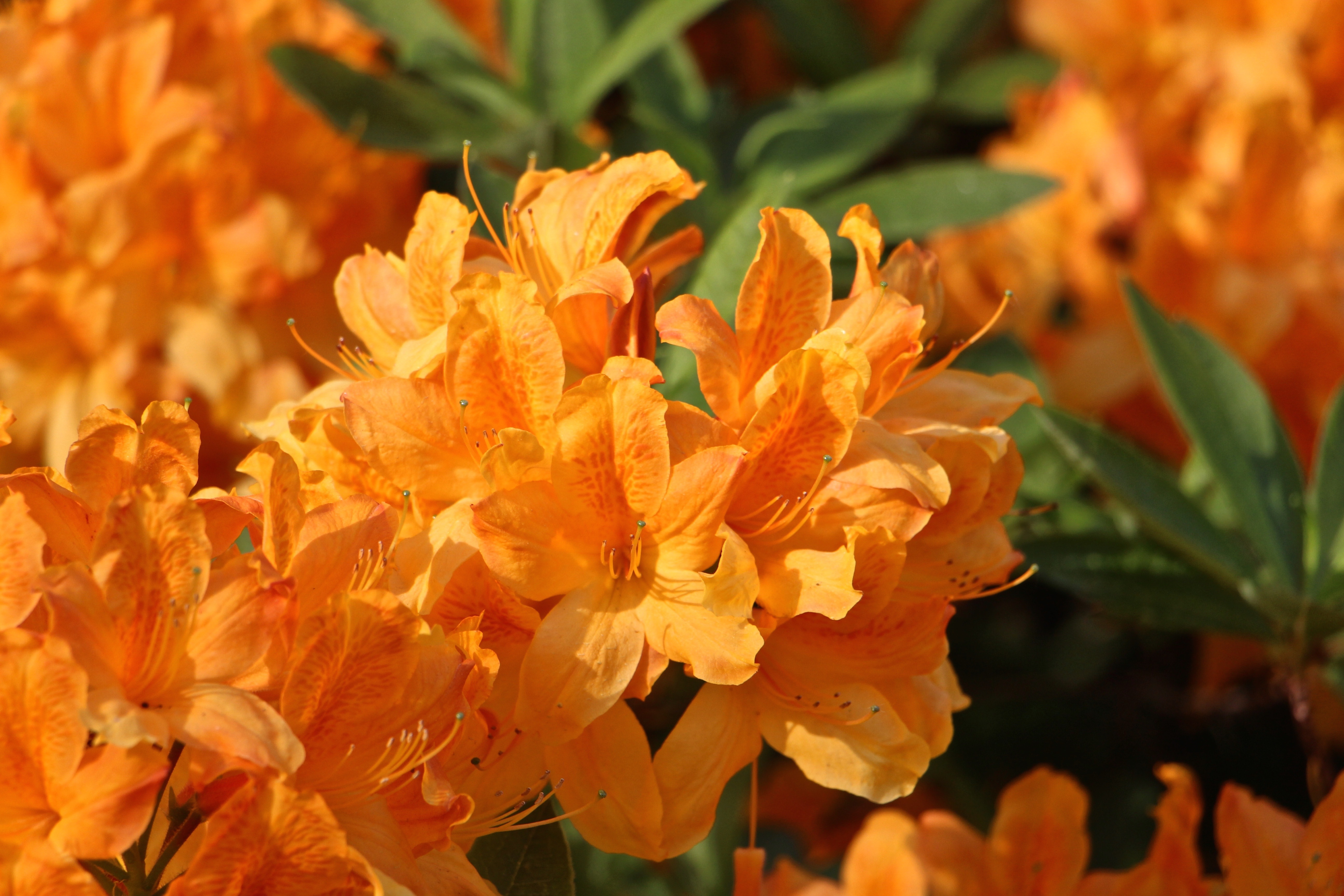 orange lily lot