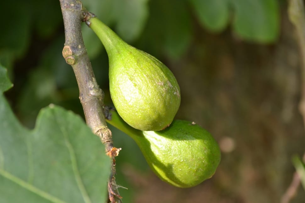 Common Fig, Wild Fig, Ficus Carica, green color, food and drink preview