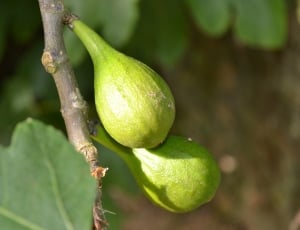 Common Fig, Wild Fig, Ficus Carica, green color, food and drink thumbnail