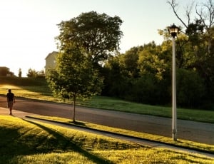 green grass and tree with light post thumbnail