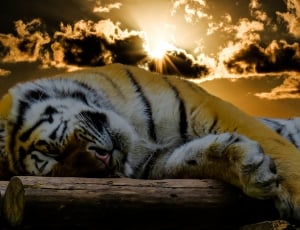 brown and white tiger thumbnail