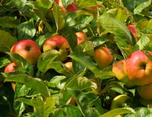 apple tree thumbnail