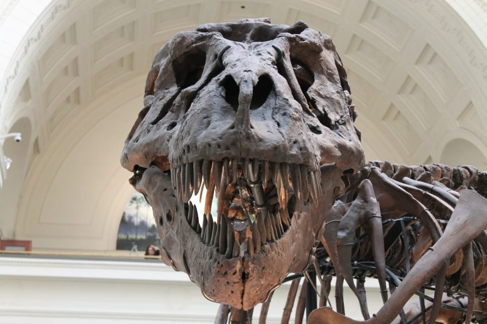 T-rex skeleton figure preview
