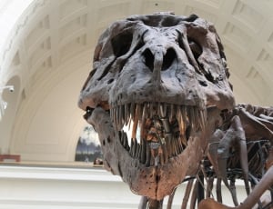 T-rex skeleton figure thumbnail