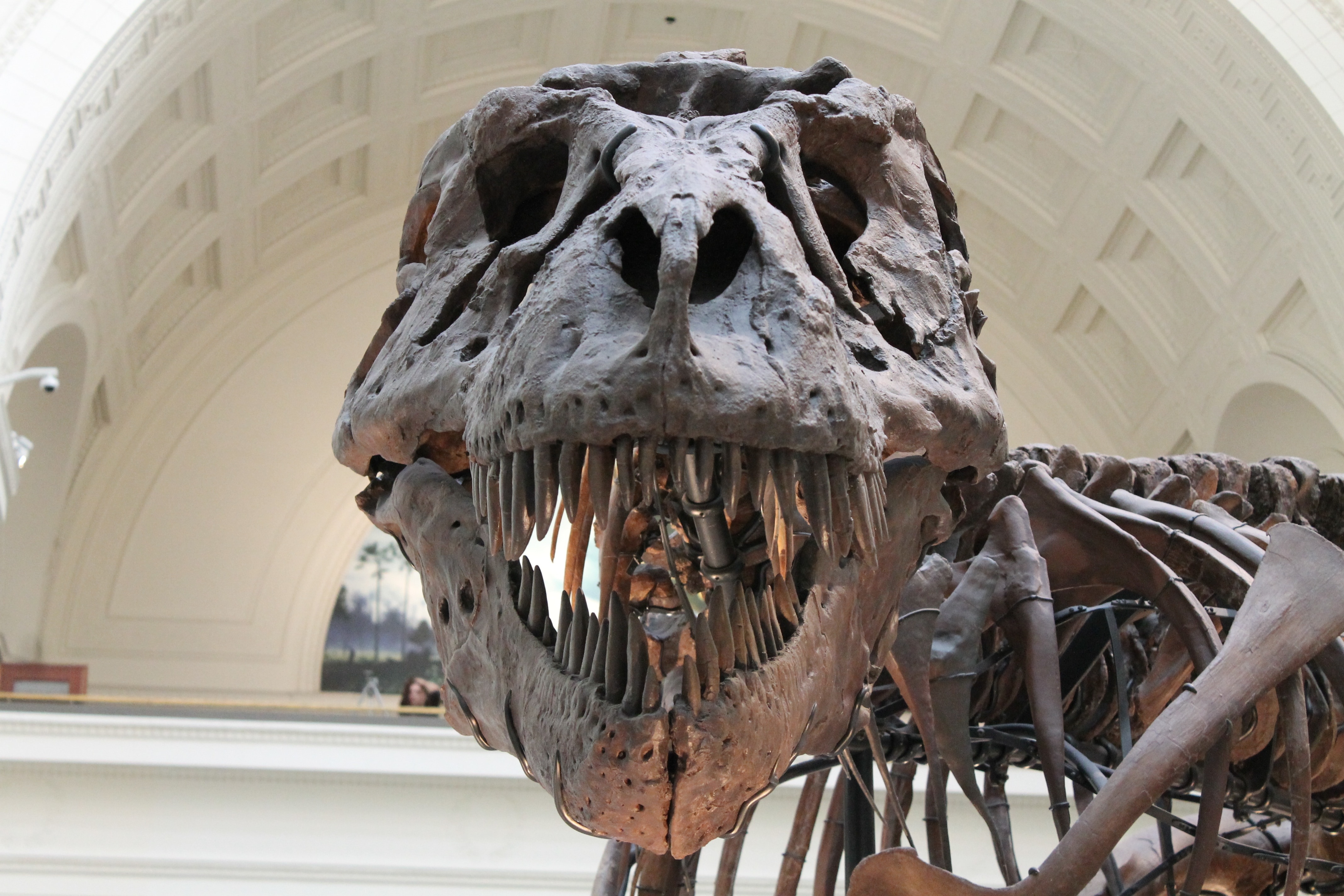 T-rex skeleton figure