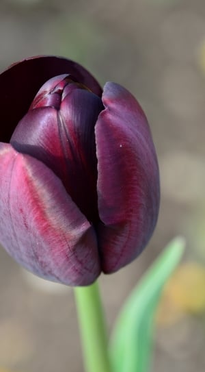 focused photo of a purple petaled rose thumbnail