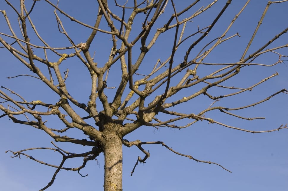 bare tree preview