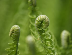Forest, Fern, Green, Roll, Roll Out, spiral, green color thumbnail