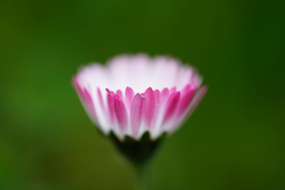pink and white flower preview