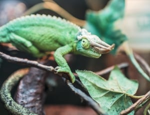 selective focus photo of green lizard on tree brunch thumbnail