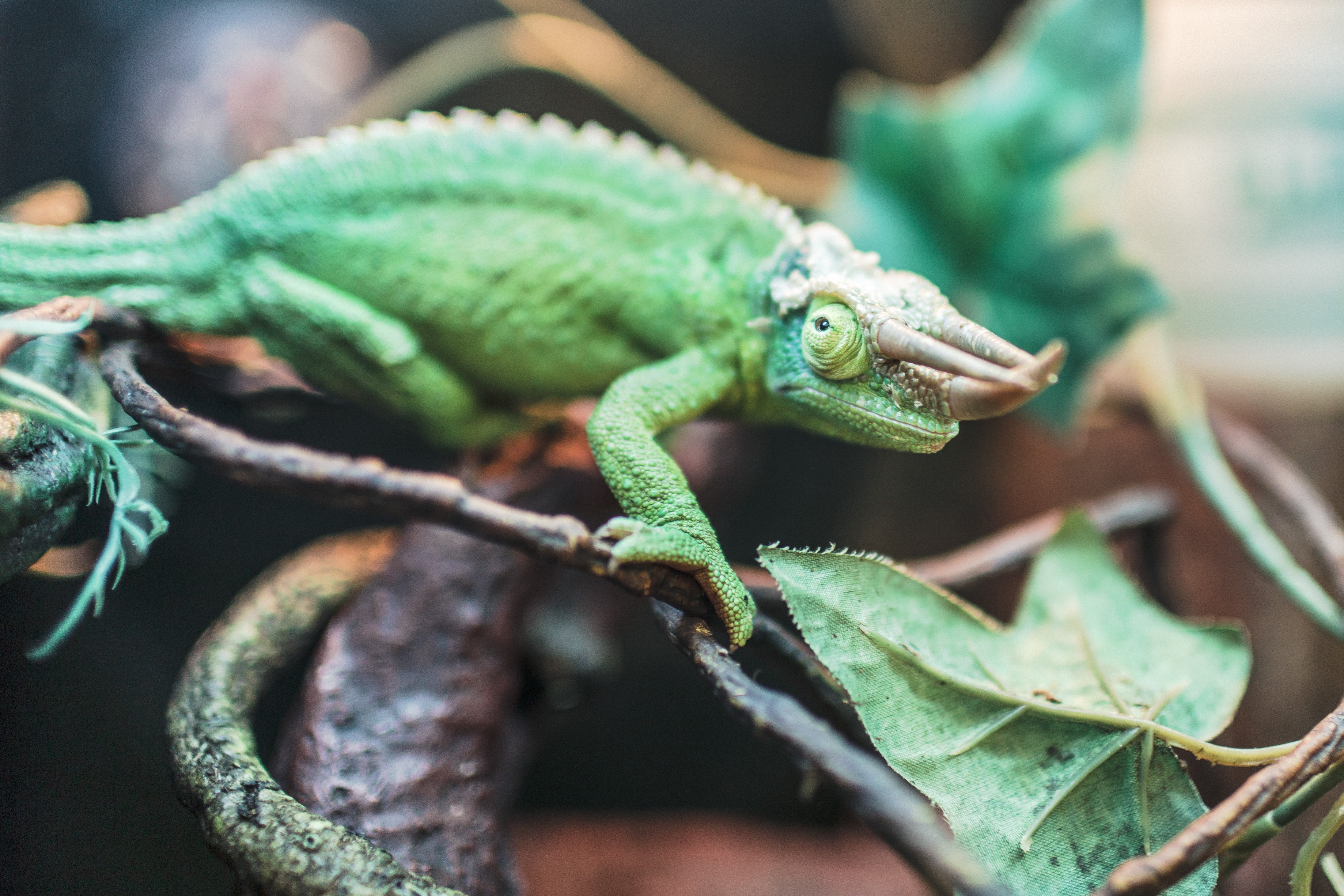 selective focus photo of green lizard on tree brunch