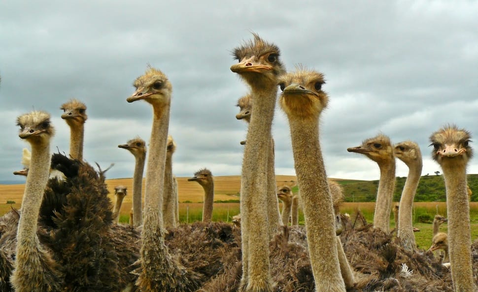 flock of ostriches preview