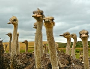 flock of ostriches thumbnail