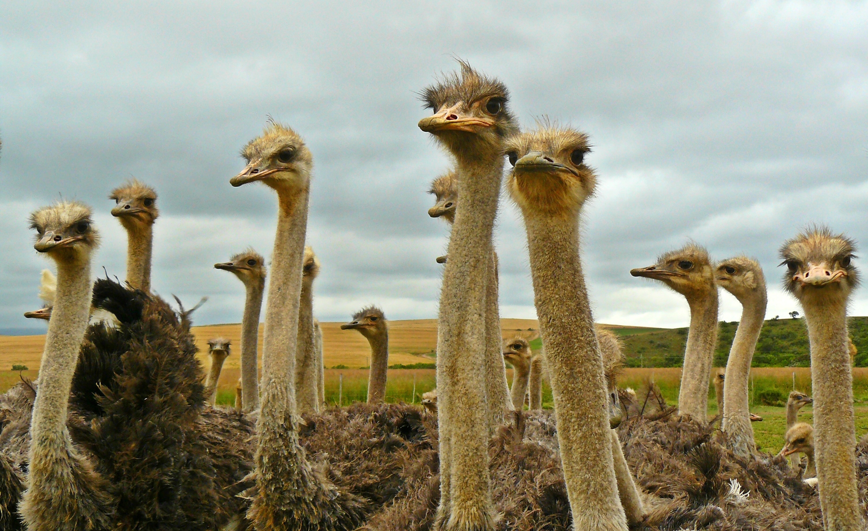 flock of ostriches