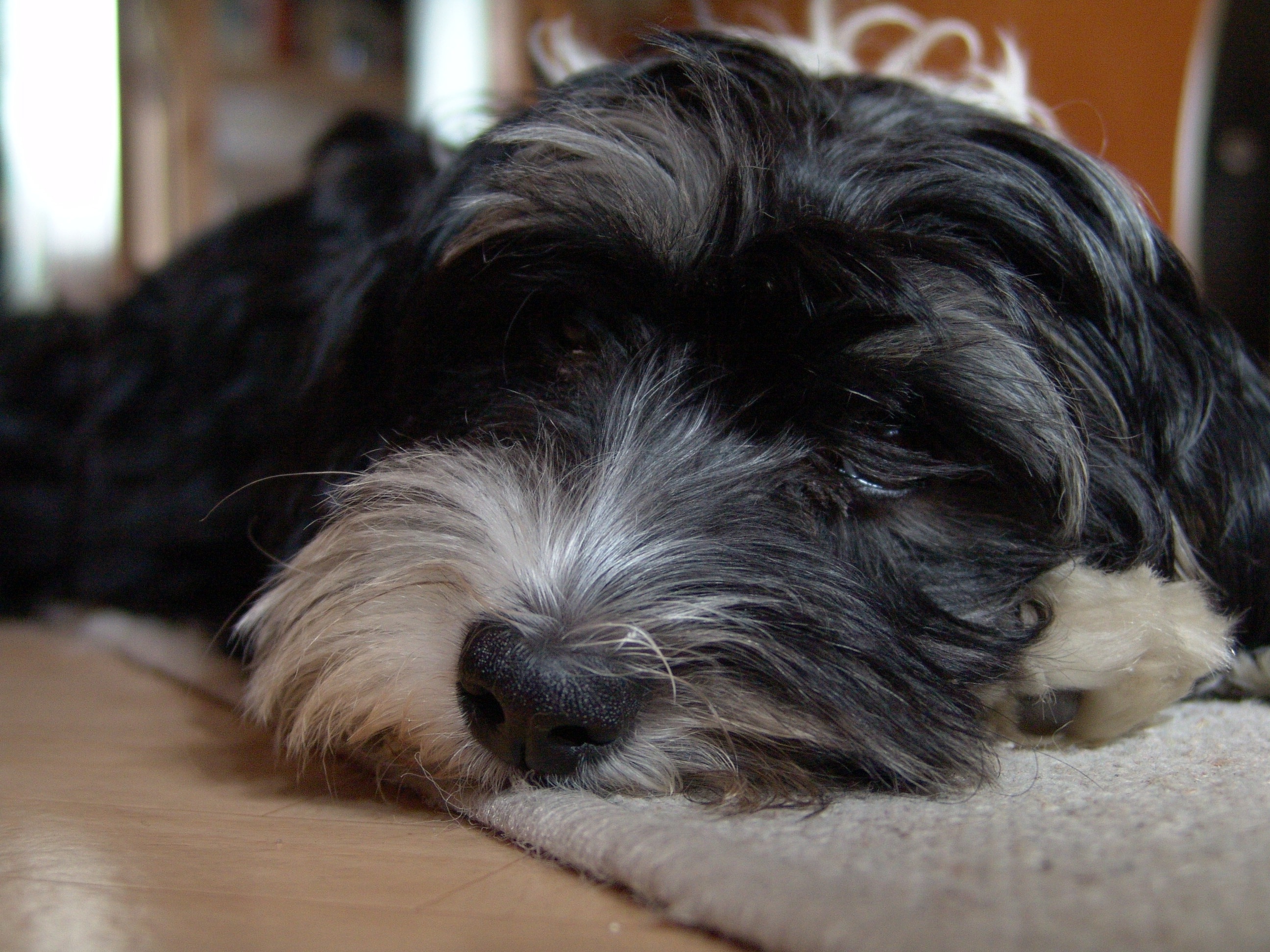 black and white wirehaired medium sized dog
