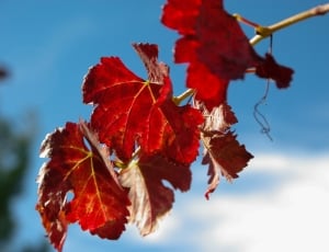red leaves at daytime thumbnail