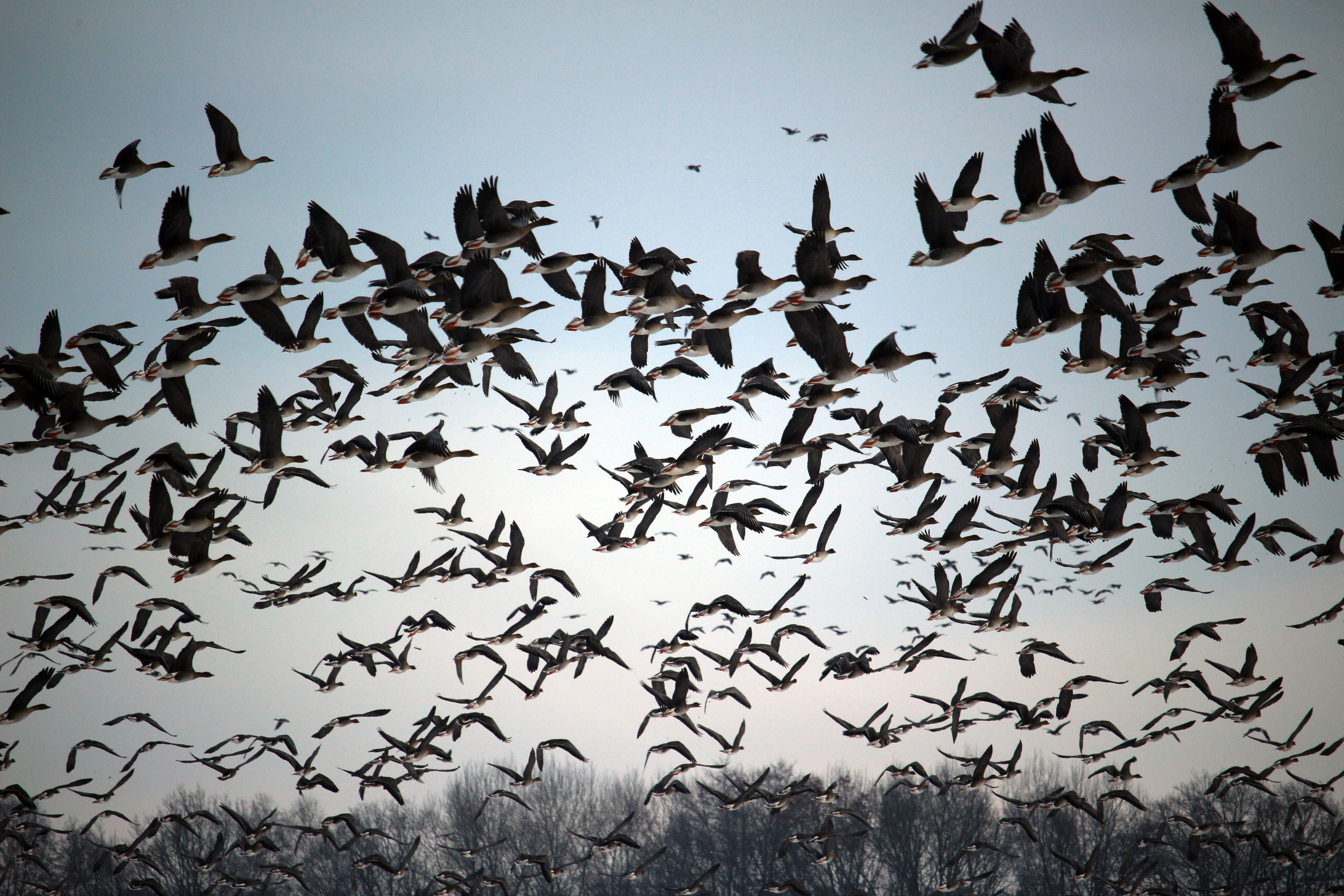 flock or birds flying above green fields