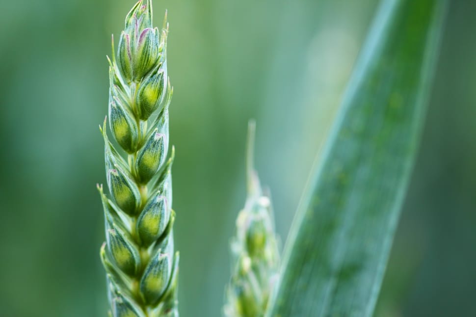 Background, Agriculture, Cereal, Corn, green color, growth preview