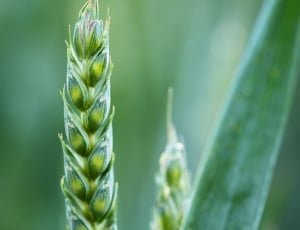 Background, Agriculture, Cereal, Corn, green color, growth thumbnail
