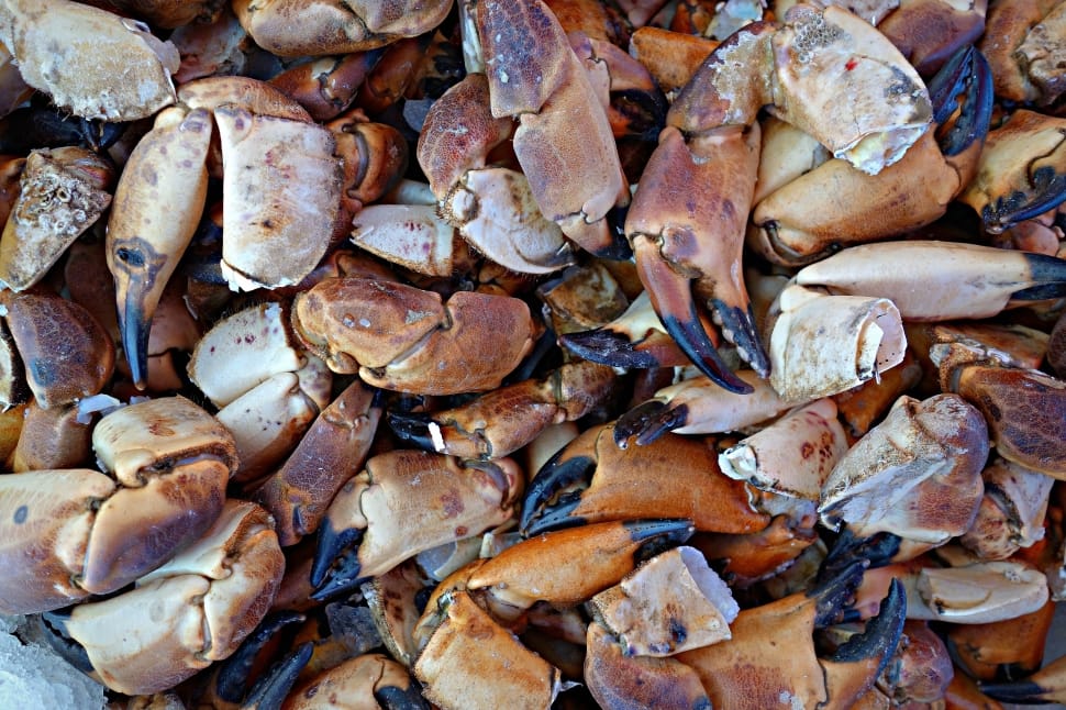pile of crabs preview