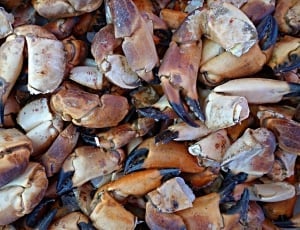 pile of crabs thumbnail