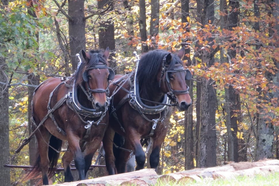 two brown horse surrounded by trees during daytime preview