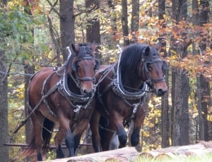 two brown horse surrounded by trees during daytime thumbnail