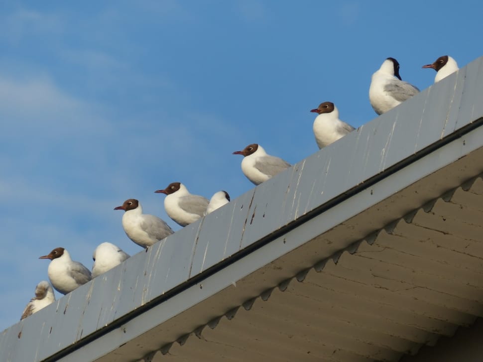 white and brown small birds at roof during daytime preview