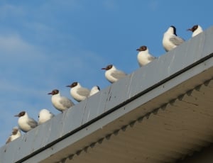 white and brown small birds at roof during daytime thumbnail