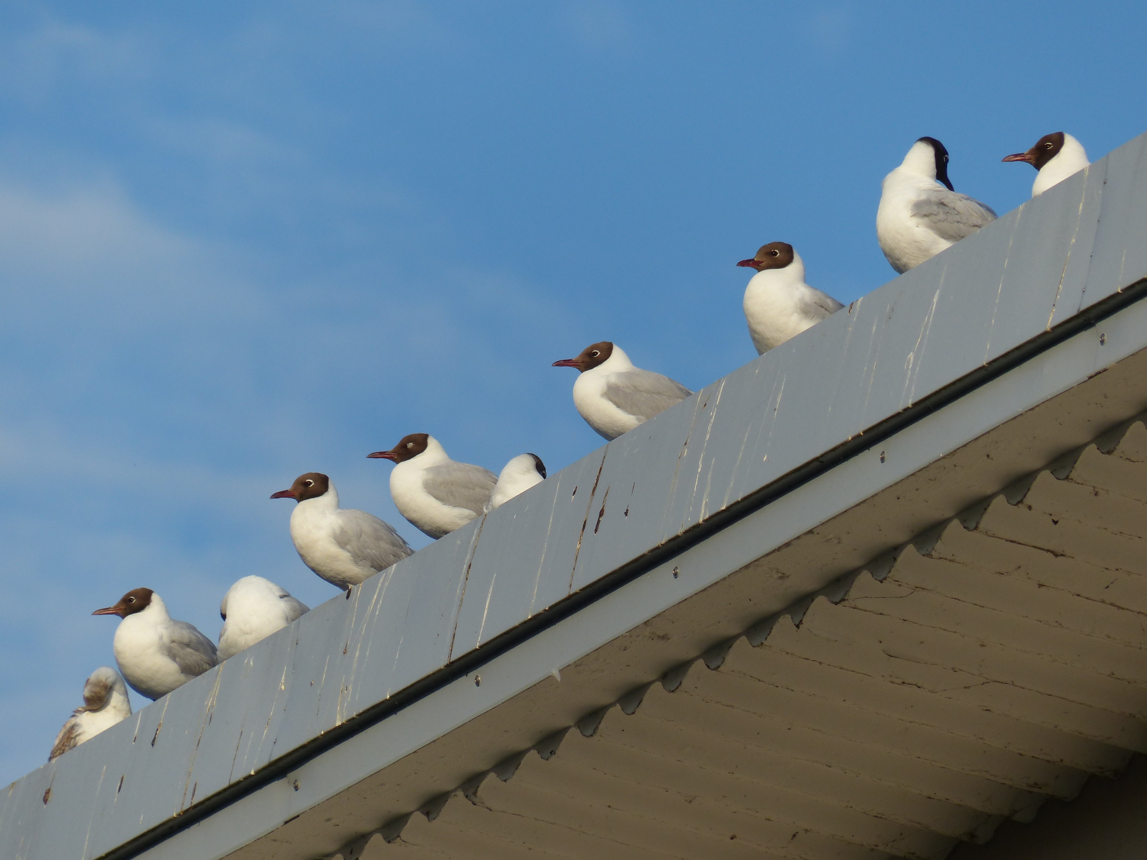 white and brown small birds at roof during daytime