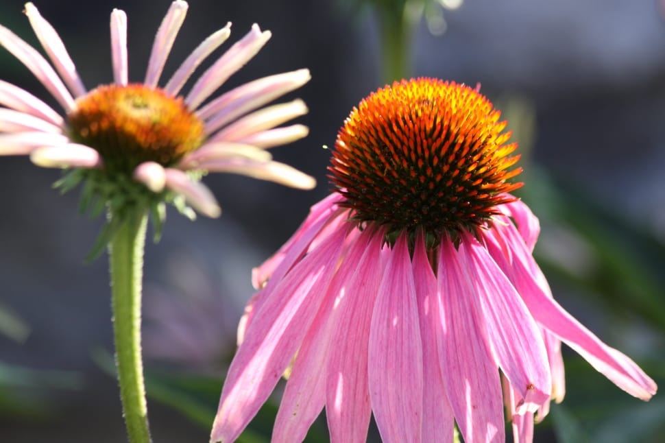 Close, Flower, Echinacea, flower, coneflower preview