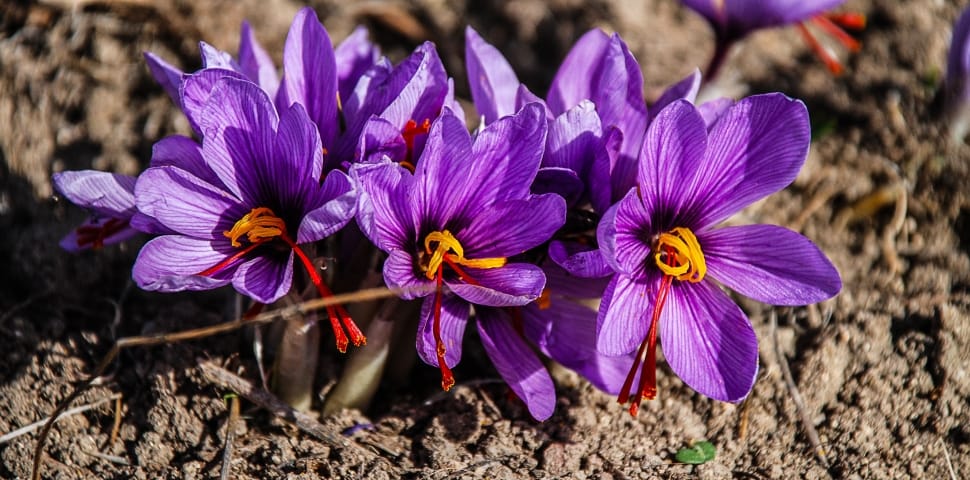 Nature, Lilac, Flower, Saffron, Purple, flower, purple preview