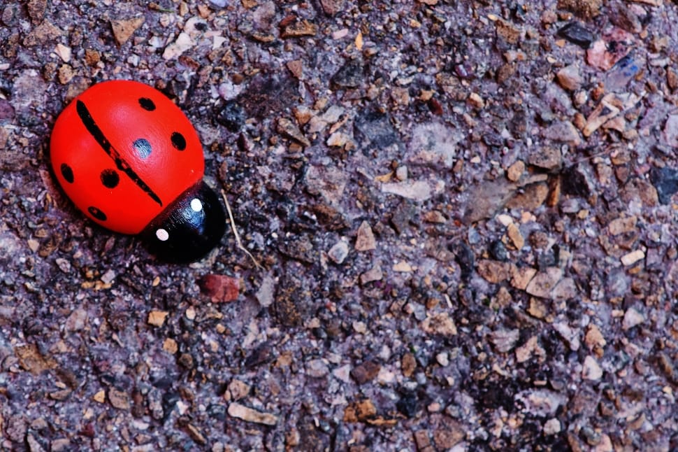 red and black lady bug toy preview
