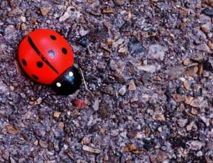 red and black lady bug toy thumbnail